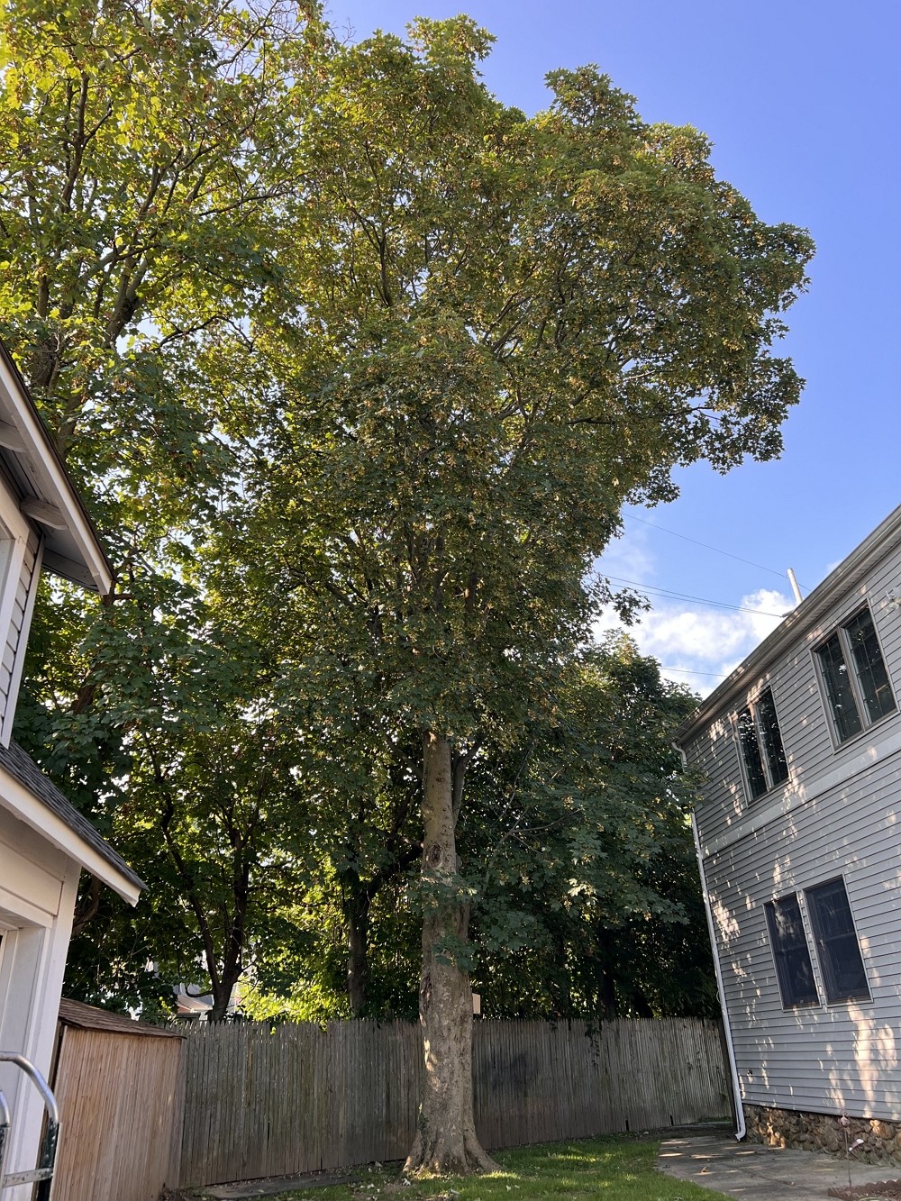 纽约吉美庭院改造：水泥硬化，庭院改造，水泥车道，修树修枝，清理树干树枝，草坪围栏