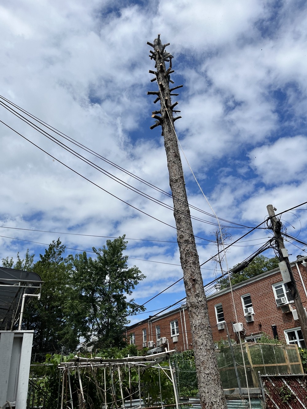 纽约MD砍树公司：砍树剪枝，刨除树根，修树修枝，清理树干树枝，草坪围栏