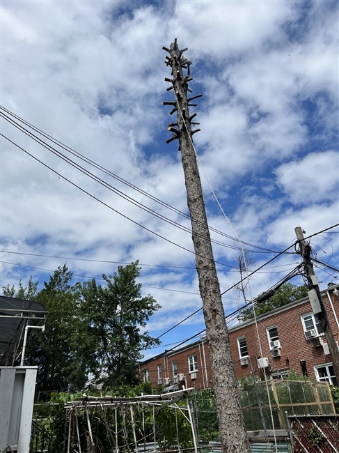 新泽西砍树公司： 砍树刨根，修树剪枝，园林管理，水泥车道，车道铺石砖 免费估价