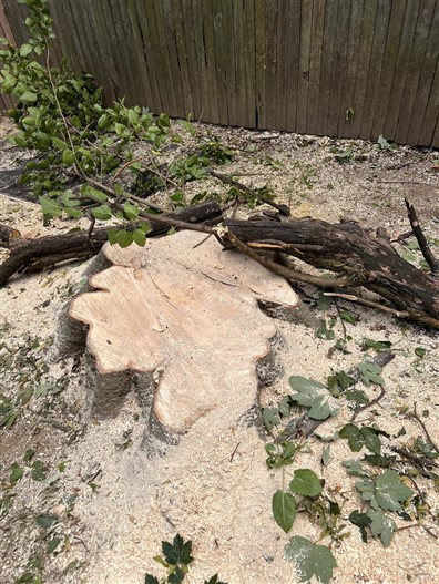 新泽西吉美砍树公司： 砍树刨根，修树剪枝，园林管理，水泥车道，车道铺石砖 免费估价