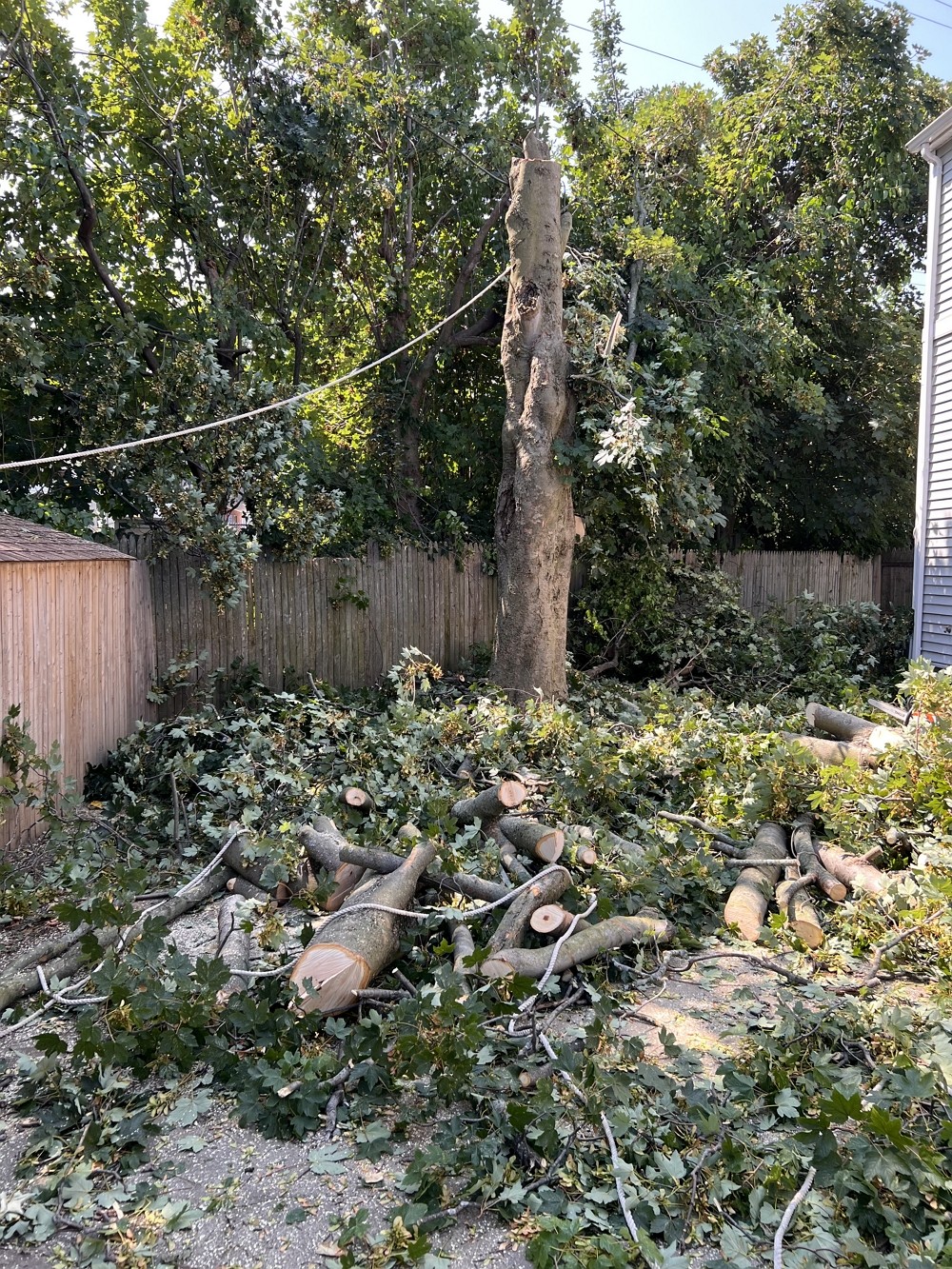 纽约美东砍树公司