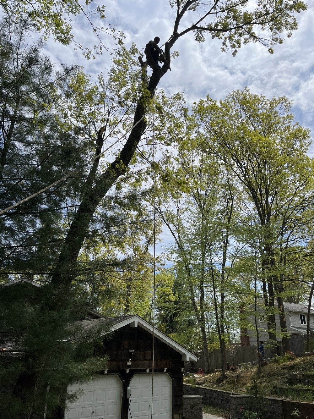 纽约百安居砍树公司 – 专业园林和树木管理，安全操作工程保险，砍伐枯树病树，砍树修枝，刨除树根