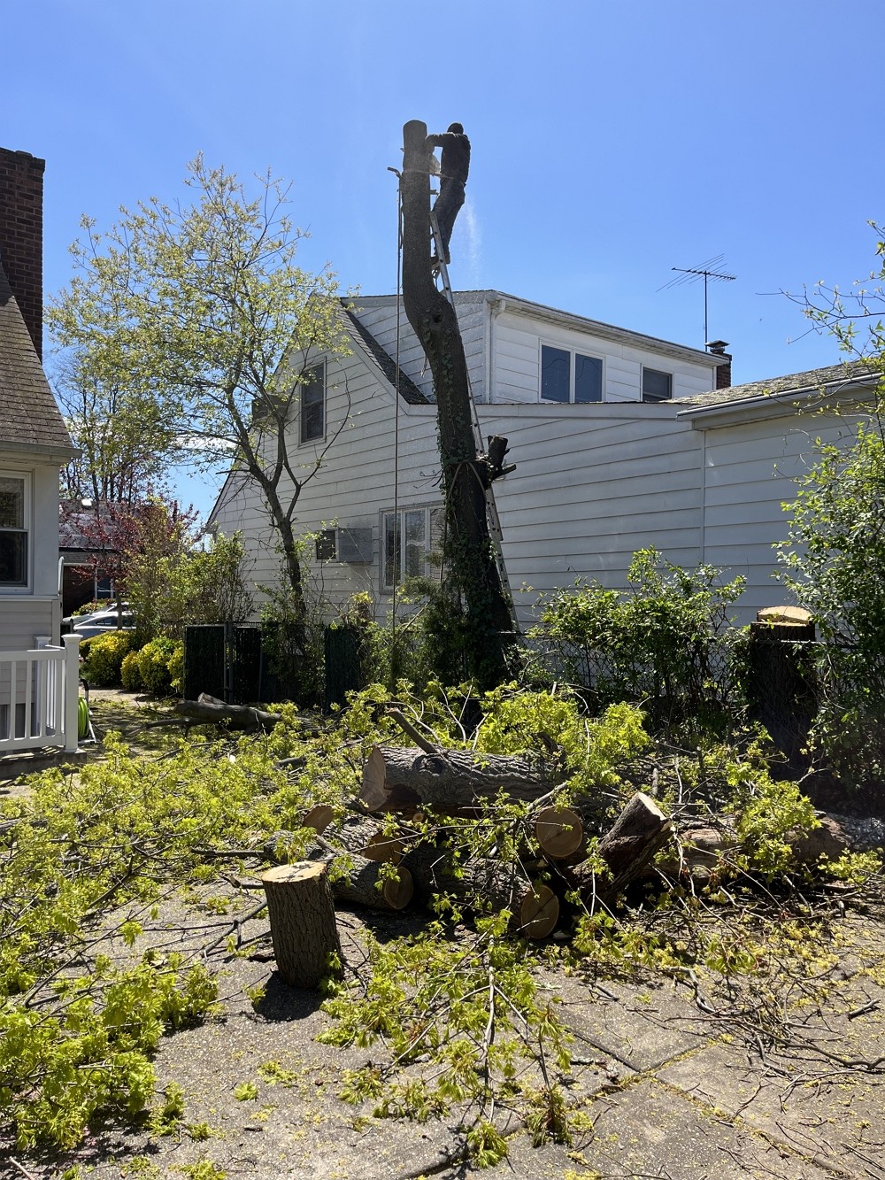 长岛砍树服务推荐纽约百安居砍树公司 – 安全操作工程保险,砍伐枯树病树,砍树修枝,刨除树根 免费估价