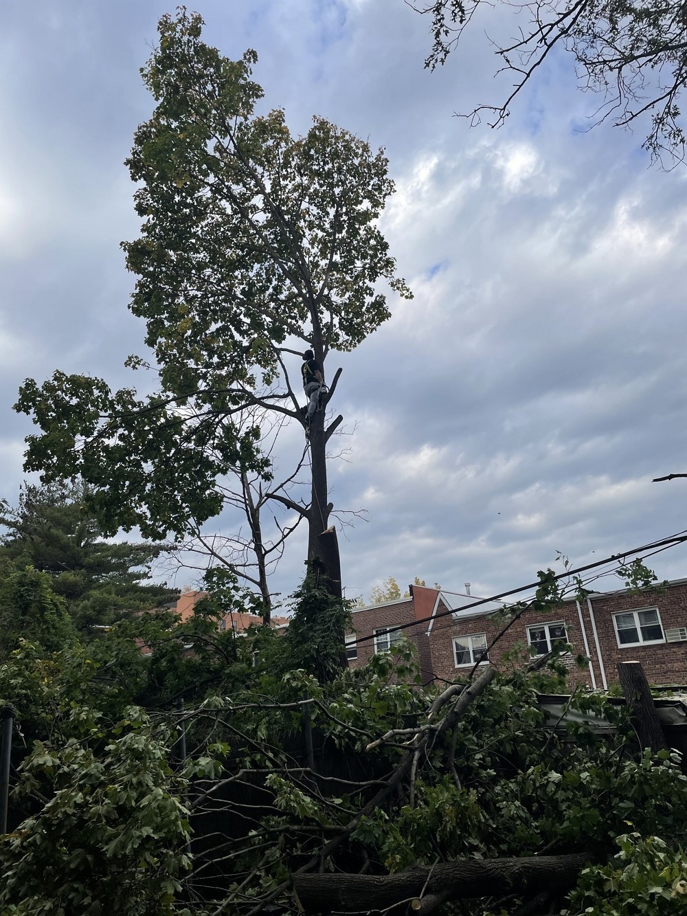 纽约雅饰园林公司-长岛树木管理-砍伐枯树病树，除危险树枝，移除树根 清运砍伐下的树枝 一条龙服务
