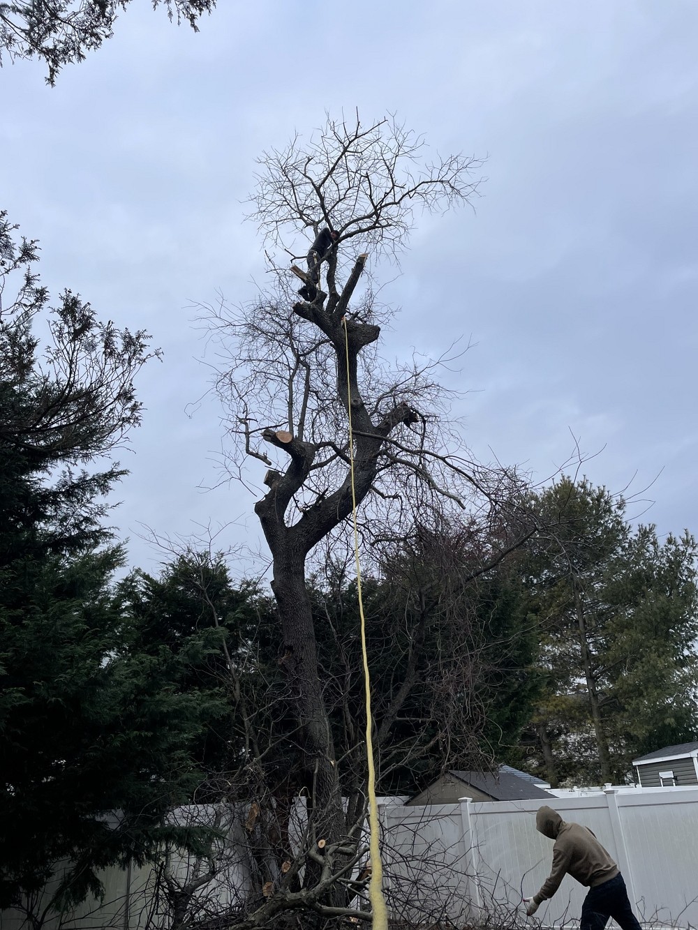 纽约雅饰园林公司-长岛树木管理-砍伐枯树病树，除危险树枝，移除树根 清运砍伐下的树枝 一条龙服务