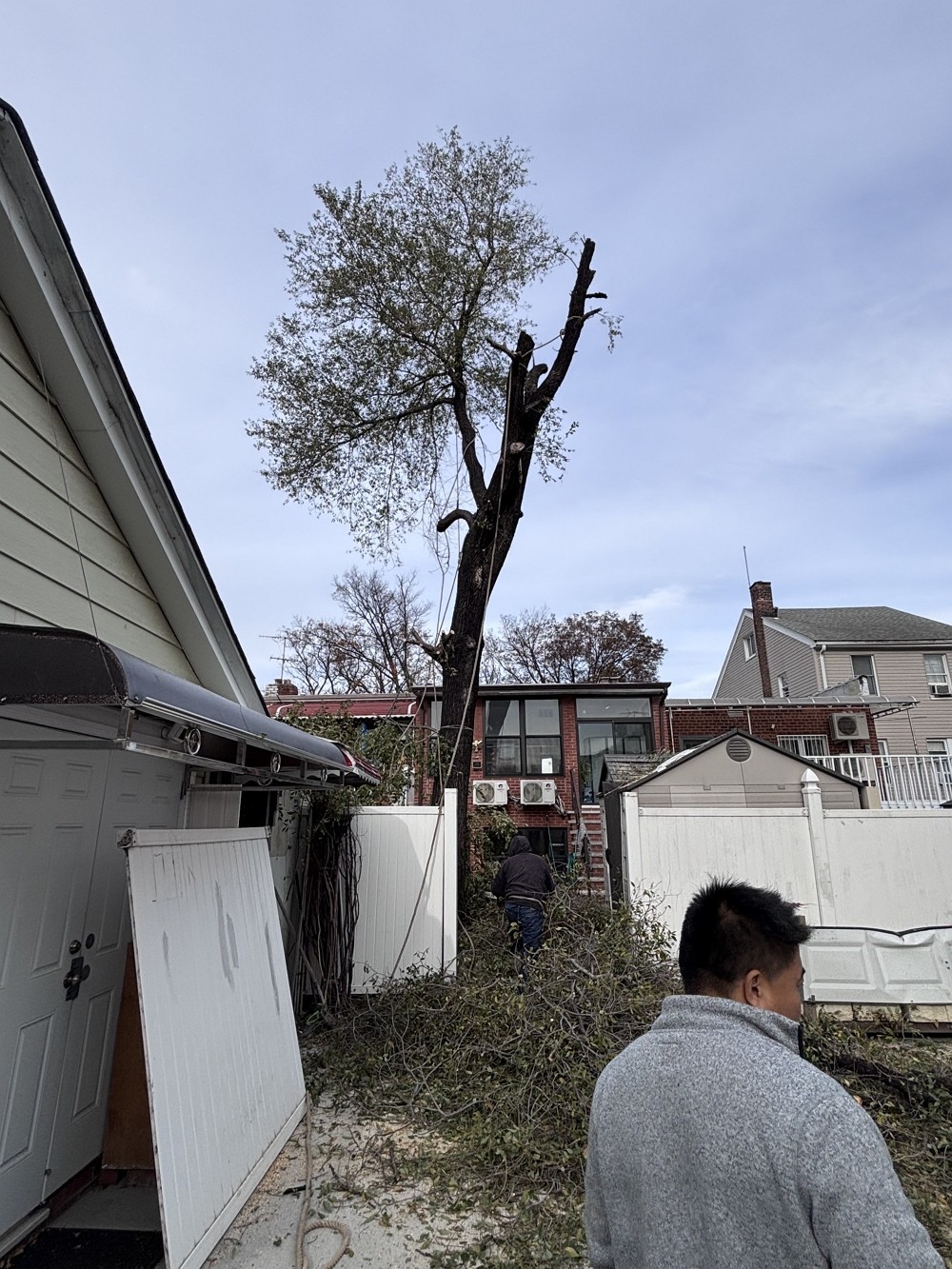 纽约雅饰园林公司-长岛树木管理-砍伐枯树病树，除危险树枝，移除树根 清运砍伐下的树枝 一条龙服务