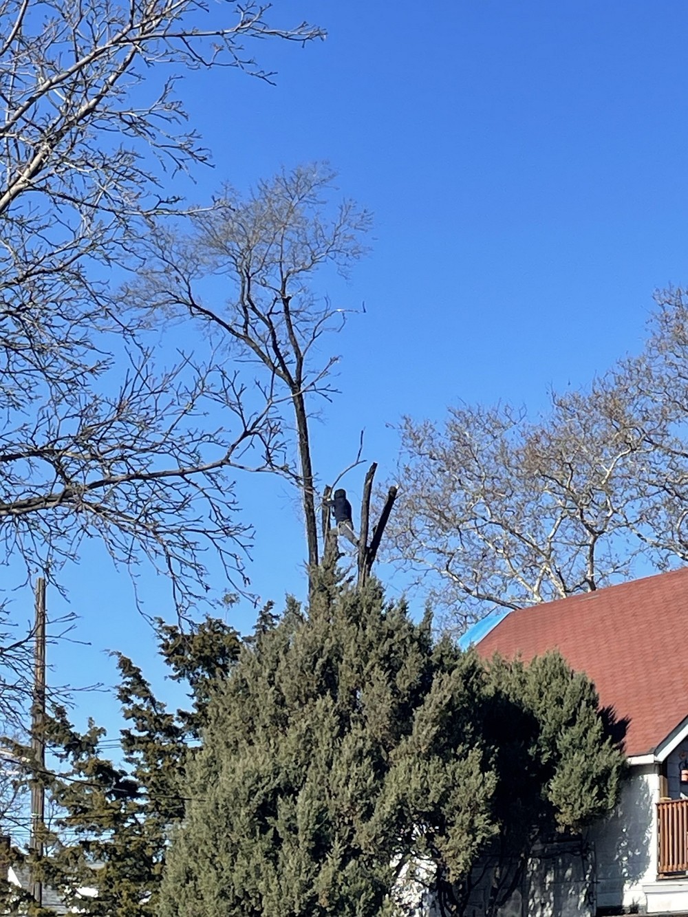 吉美砍树公司 专业园林树木管理 砍树修枝，砍伐枯树病树 去除安全隐患