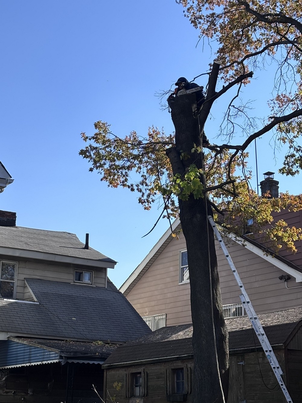 吉美砍树公司 专业园林树木管理 砍树修枝，砍伐枯树病树 去除安全隐患