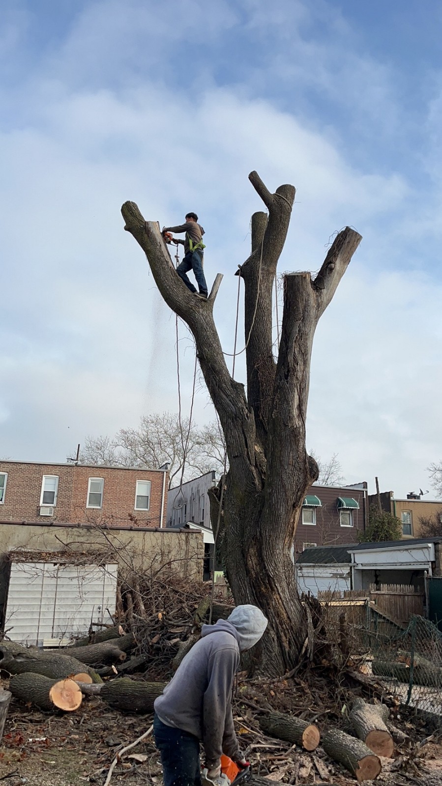 康州百安居砍树公司 – 专业园林和树木管理，砍伐枯树病树，砍树修枝 【康州砍树公司】