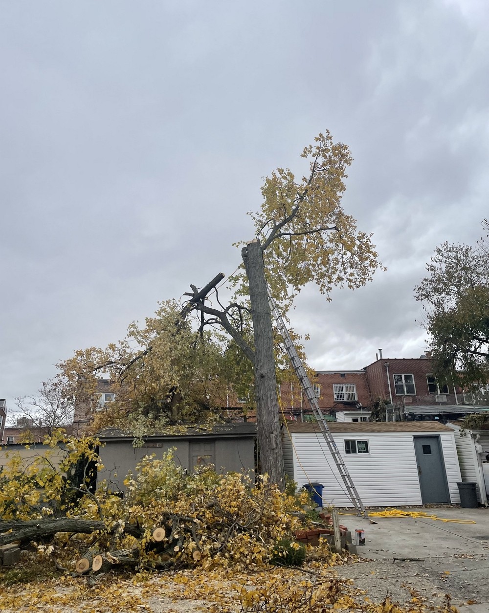 纽约雅饰砍树公司 – 专业树木管理-砍伐病树歪树，去除危险枯树，移除树根 一条龙服务