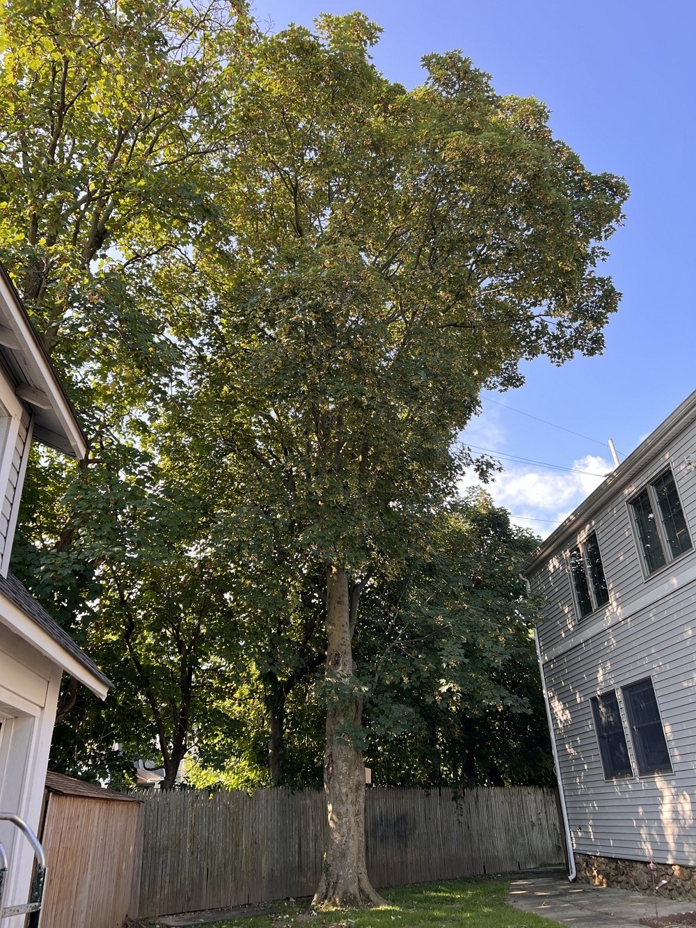 纽约艺美砍树公司 园林树木管理砍伐服务， 砍伐病树枯树 刨除树根， 庭院草坪围栏