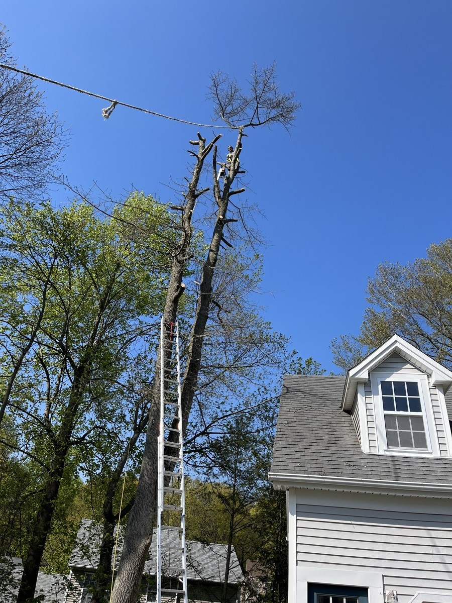 纽约艺美砍树公司 园林树木管理砍伐服务， 砍伐病树枯树 刨除树根， 庭院草坪围栏