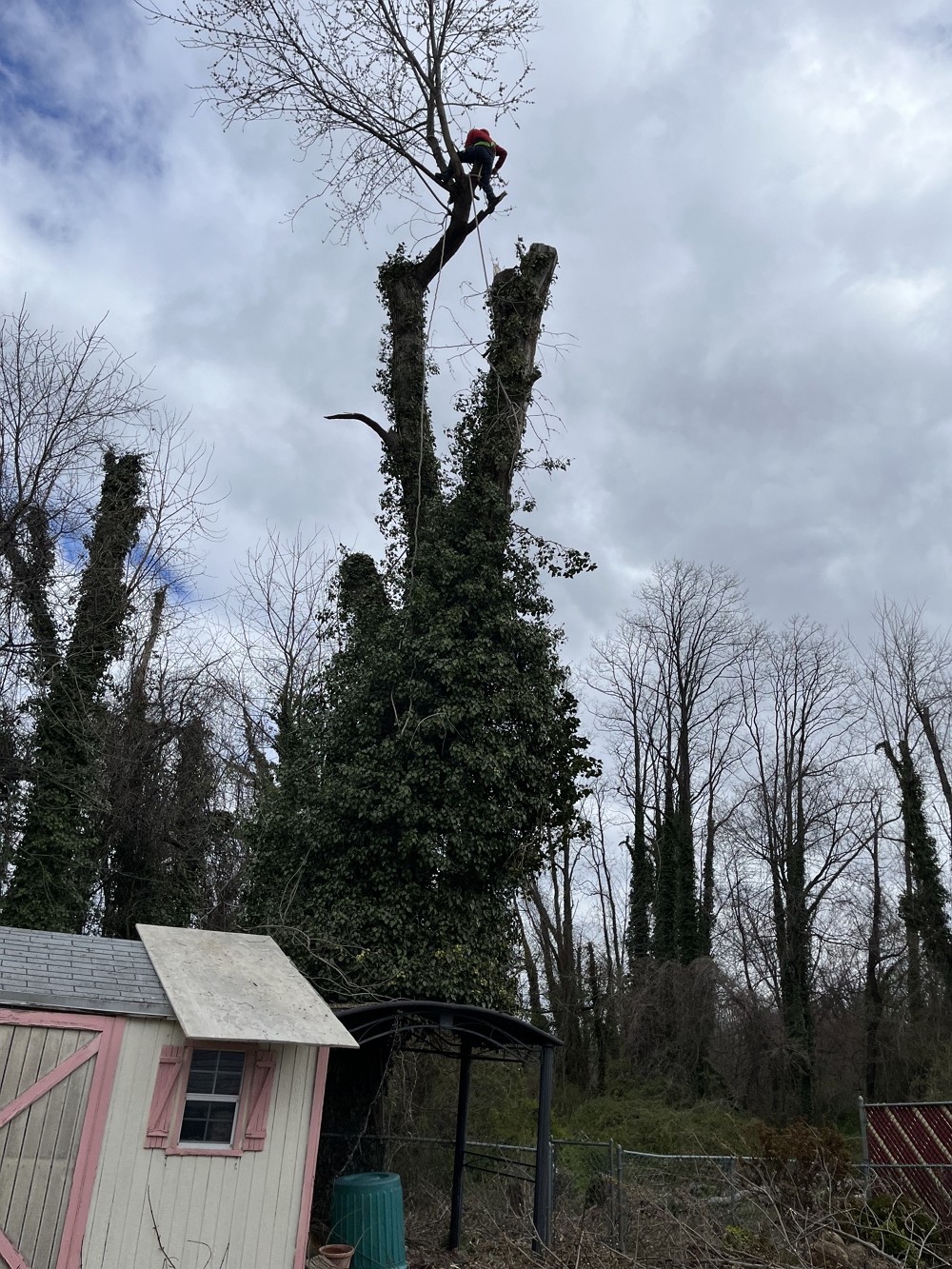 纽约百安居砍树公司 – 专业园林和树木管理，砍伐枯树病树，砍树修枝