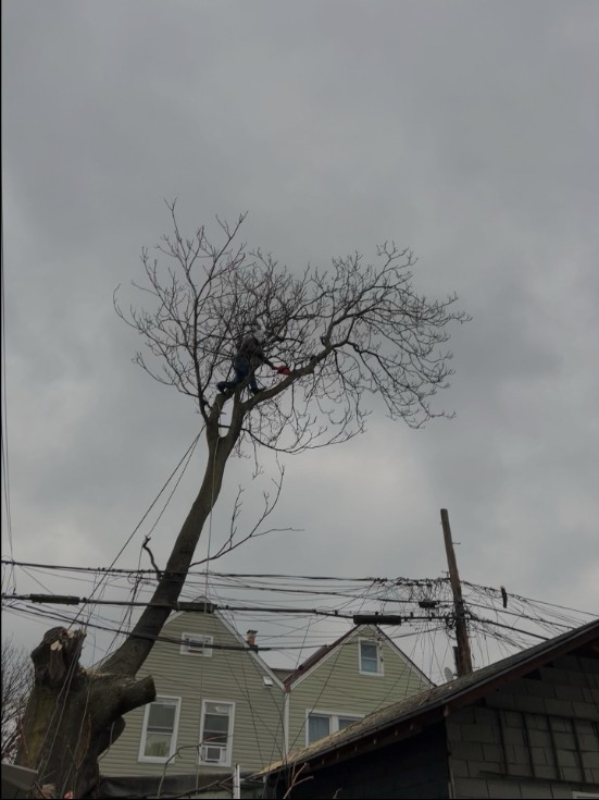 纽约艺美砍树公司：园林树木管理，砍伐高树枯树 修剪树枝 史丹顿岛园林草坪管理