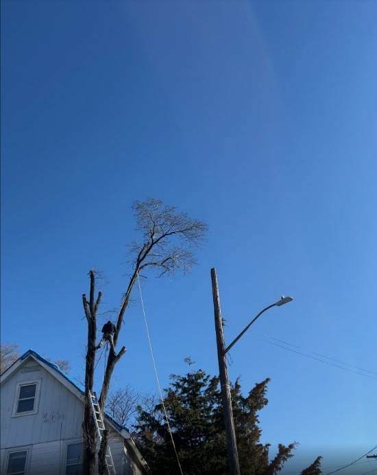 纽约美东砍树公司，庭院园林改造，砍树修枝，停车场水泥车道，清运垃圾一条龙服务