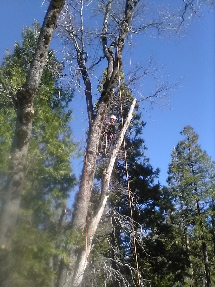 纽约砍树，修剪树枝， 园林美化， 园林改造